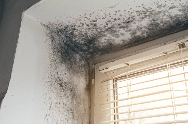 Affordable Crawl Space Mold Remediation solutions in Woodstock, IL