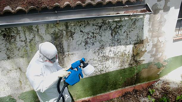 Top rated local Crawl Space Mold Remediation specialists in Woodstock, IL
